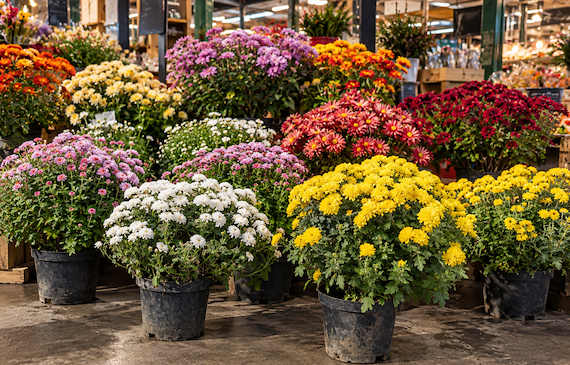 Étal de chrysanthèmes en pot jaunes, blancs, rouges et mauves dans un marché couvert à Paris